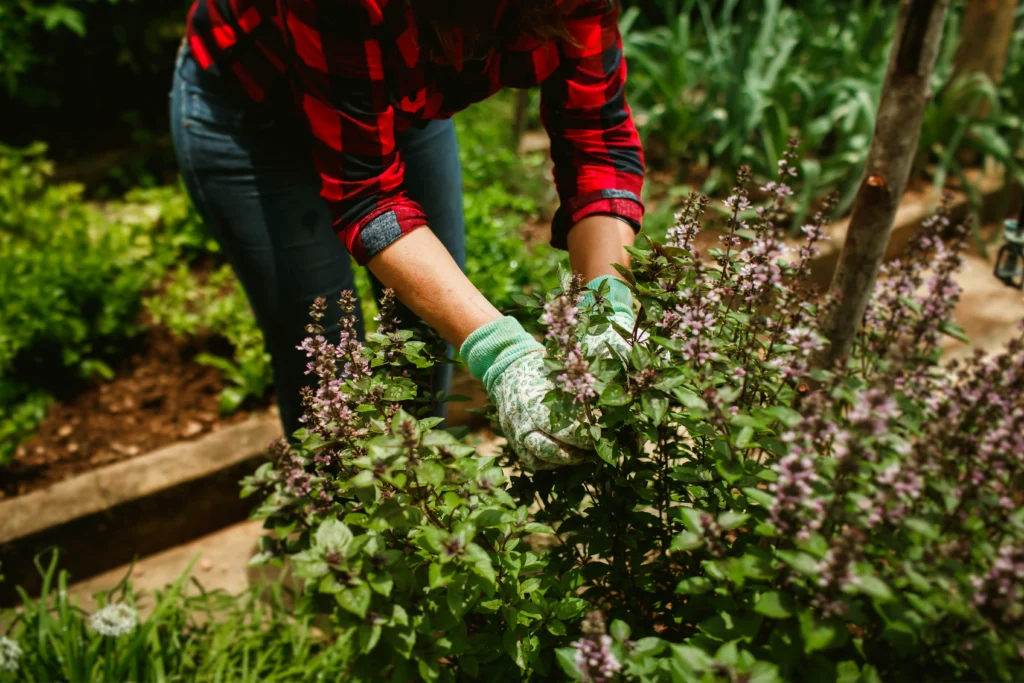 kräuter für den garten
